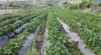 Daha önce tütün ekilen araziler çilek tarlasına dönüştü