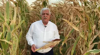 İsmet Tokdemir: Mısır Fiyatının En Az 7 Lira ve Üstü Olması Gerekiyor Ki Çiftçi Tarıma Devam Etsin