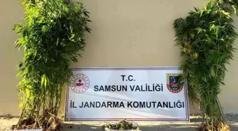 Samsun haber | Samsun'da yasa dışı kenevir eken 1 kişi tutuklandı