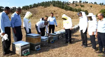 Adıyaman yerel haberleri | Sincik'te bal sağım sezonu başladı