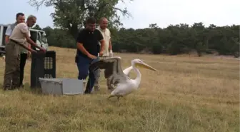 YARALI PELİKAN VE ŞAHİN, TEDAVİ SONRASI DOĞAYA SALINDI