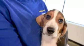 ABD'de 4 bin 'Beagle' kobay olmaktan kurtarıldı