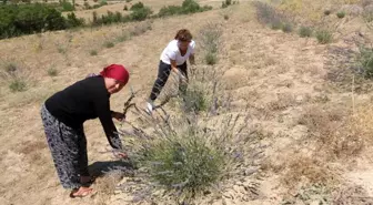 Antalya haberleri | Antalya'da çorak topraklar lavanta ile mora büründü