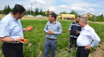 Ankara gündem haberleri... Kahramankazan'da belediye çalışanları, ihtiyaç sahipleri için sebze üretiyor