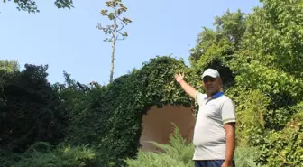 Manisa'da 'Agave' heyecanı