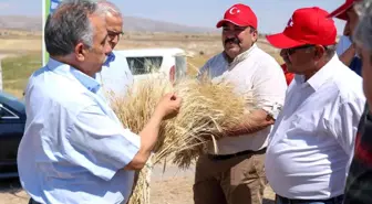 Kayseri haberi! Talas'ta hasat vakti