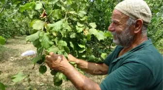 Trabzon haberleri! TRABZON'DA ERKEN FINDIK HASADI