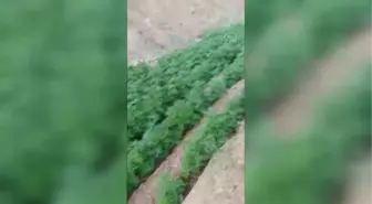 1 milyon 45 bin 720 kök Hint keneviri ele geçirildi