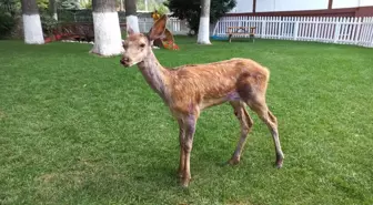 Aracın çarptığı yavru alageyik tedavi edilerek doğaya salındı