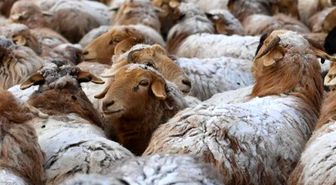 Çinli Bilim İnsanları Koyunların Genlerinin Düzenlenmesinde Çığır Açtı