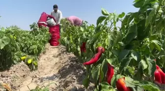 Hasadına başlanan kapya biberde 61 bin ton rekolte bekleniyor