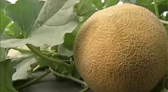 Batman'da çiftçinin tarladan alıp ikiye ayırdığı kavundan çıkan böcek, görenleri hayrete düşürdü