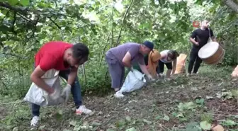 Düğün davuluyla 'fındık' hasadı