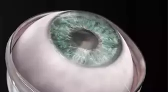 İsveç'te bilim insanları biyosentetik kornea implantı üretti! Donör yerine domuzlar kullanılabilecek