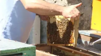 Anzer balı sağımına başlandı! Fiyatı dudak uçuklattı