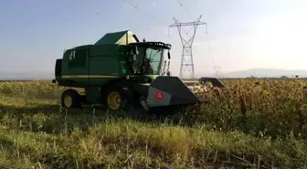 Ayçiçeği tarlalarında hasat başladı