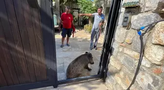 Muğla haber: Bodrum'da evin bahçesine giren yaralı yaban domuzu bayıltılarak yakalandı