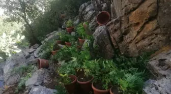 Son dakika haberleri | Eren Abluka-34 operasyonunda10 milyon kök kenevir ve 800 kilogram esrar ele geçirildi