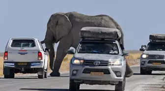 Namibya Etosha Ulusal Parkı