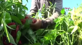 Gaziantep gündem haberi... GAZİANTEP'TE TESCİLLENEN 'KIRMIZI BİBER' HASADINA BAŞLANDI