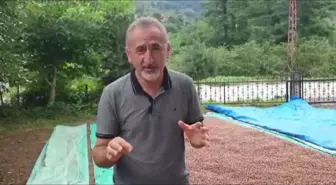 Mustafa Adıgüzel: Bu, Erdoğan'ın Açıkladığı Son Fındık Fiyatı Olacak