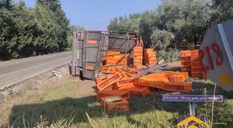 Bursa'da zeytinliğe devrilen tırdaki tavuklardan bazıları telef oldu