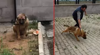 Arbedede bekçiyi ısıran köpeğe 2 gün gözaltı! Soruşturmada 'silah' olarak nitelendirildi