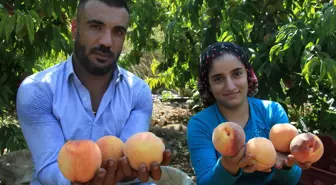 Makas gittikçe açılıyor! Tarladan geçen yılın yarı fiyatına çıkan şeftali, markette 6'ya katlanıyor