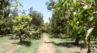 Mısır'da mango hasatı devam ediyor