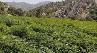 Diyarbakır haber: İçişleri: Diyarbakır'da 11 milyon 942 bin kök kenevir, 841 kilo esrar ele geçirildi