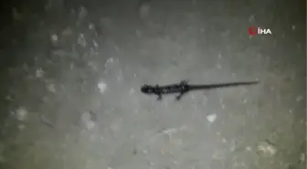 Gümüşhane haberleri | Nesli tükenmekte olan 'Kafkas semenderi' Gümüşhane'de böyle görüntülendi