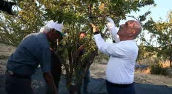 Tarım ve Orman Bakanı Kirişci, badem hasadına katıldı