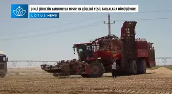 Video: Çinli Şirketin Yardımıyla Mısır'ın Çölleri Yeşil Tarlalara Dönüyor