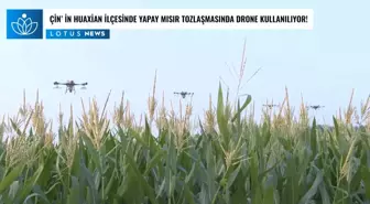 Çin'in Huaxian İlçesinde Yapay Mısır Tozlaşmasında Drone Kullanılıyor