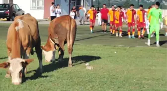 İnekleri görenler gözlerine inanamadı! Ümraniyespor-Galatasaray maçı öncesi olay görüntü