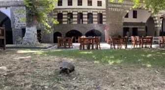 İskender Paşa Konağının asırlık kaplumbağası 'Muzaffer'