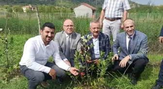 Zonguldak ekonomi haberi... Zonguldak'ta 'Aronya' meyvesinin hasadı gerçekleştirildi