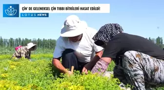 Video: Çin'in Kuzeybatısında Geleneksel Çin Tıbbı Bitkileri Hasat Ediliyor