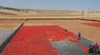 Şanlıurfa haberi | ŞANLIURFA - Tescilli isotu tezgahlarda yerini almaya başladı