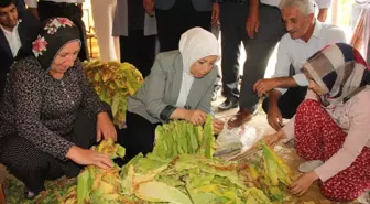 AK Parti'li Çalık dolu yağışından etkilenen tütün üreticileriyle buluştu