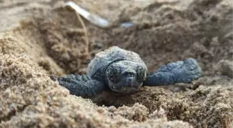 YAVRU CARETTA CARETTALAR İÇİN 'GÖBEK BAĞI' UYARISI: DOKUNMAYIN