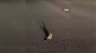 Yüksekova'da 'Arap Tavşanı' görüntülendi