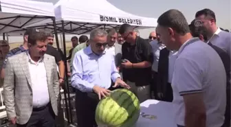 Diyarbakır ekonomi haberi: DİYARBAKIR - Ağırlığıyla yarışacak karpuzlarda hasat başladı