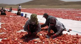 Mevsimlik işçi öğrencilerin büyük başarısı... Biri hukuk fakültesini kazandı biri Türkiye ikincisi oldu