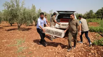 Şanlıurfa kültür sanat haberleri | ŞANLIURFA - Biyoçeşitliliğin artması için doğaya 250 sülün salındı