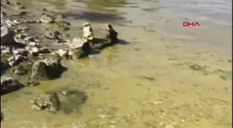 SU KAYNAKLARINDA SİYANOBAKTERİ TEHLİKESİ