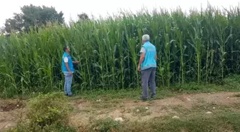 Kütahya haber | Şaphane'de yem bitkileri saha kontrolleri