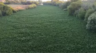 İstilacı su sümbülleri Asi Nehri'nin bazı bölümlerini kapladı