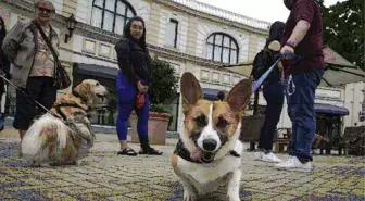 Kanada'nın Vancouver Kentinde Uluslararası Köpek Günü Kutlandı