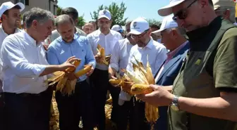 Amik Ovası'nda mısır hasadı başladı